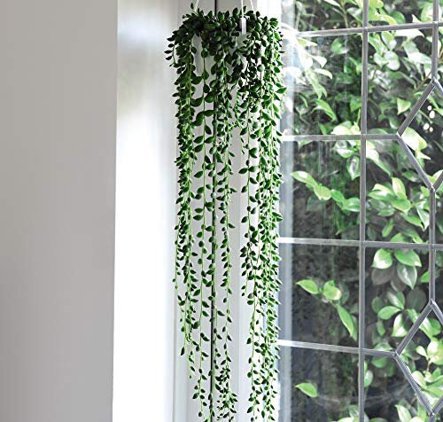 Senecio String of Pearls House Plant Tender Perennial Houseplant Plants Easy to Grow Your Own 1x 14cm Potted Plant by Thompson and Morgan