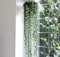 Senecio String of Pearls House Plant Tender Perennial Houseplant Plants Easy to Grow Your Own 1x 14cm Potted Plant by Thompson and Morgan