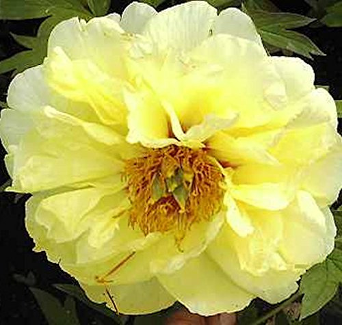 Strauchpfingstrose High Noon - Paeonia suffruticosa - lebende Gartenpflanze aus den Baumschulen