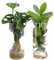 Monstera - Clusia - Zylinderglas Duo - Zimmerpflanze - Ø12cm - 25-40cm - 2 Stück