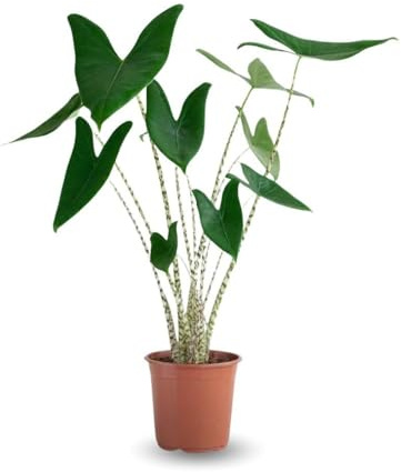 Attitude Jardin – Alocasia Zebrina – Tigerpflanze – 60-70 cm – ⌀ 17 cm – Zimmerpflanze