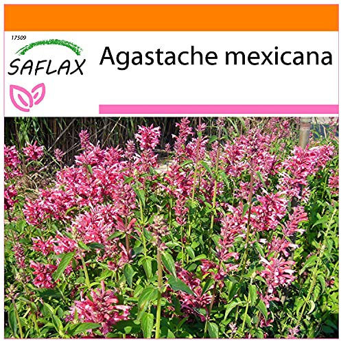 SAFLAX - Garden in the Bag - Toronjil morado - 50 semillas - Con sustrato de cultivo en un sacchetto rigido fácil de manejar. - Agastache mexicana