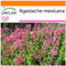 SAFLAX - Garden in the Bag - Toronjil morado - 50 semillas - Con sustrato de cultivo en un sacchetto rigido fácil de manejar. - Agastache mexicana