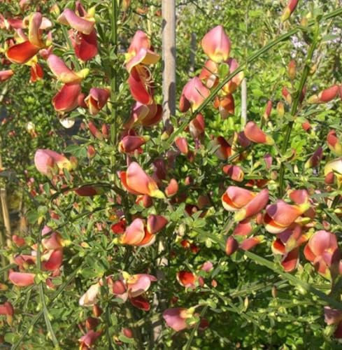 Edelginster gelb - rot Cytisus scoparius 'Palette' Besenginster gelb 40-60 cm winterhart Freilandaufzucht
