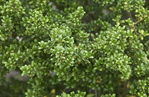 Löffel-Ilex Heckenpflanze Ilex crenata 'Convexa' im Topf gewachsen (20-30cm)