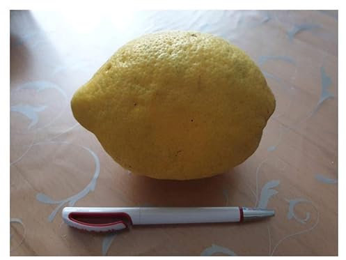Stk - 5x Große Zitrone F1 Lunario Citrus Obst Pflanzen - Samen A241 - Seeds & Plants Shop by Ipsa