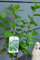 Apfelbeere Aronia melanocarpa Viking 40-60 cm hoch im 3 Liter Pflanzcontainer