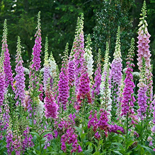 Foxglove Excelsior Mix - 13 000 Seeds - + Freebie + Plant tag - Digitalis Purprea Biennial