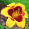 Taglilien Zwiebeln-Winterhart MehrjäHrig,Hemerocallis Pflanzen,Taglilien Pflanzen,Den Garten Verschönern,Einfach Zu Pflanzen-8zwiebeln-a