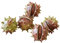 Loberon Deko-Kastanie 5er Set Léo, handgefertigt und von Hand bemalt, naturgetreue Nachbildung, Dekoration, Dekoobjekt, Polyresin, rotbraun