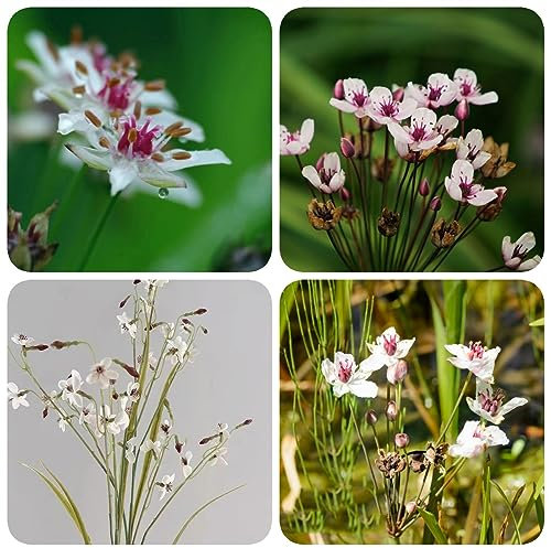 200 pcs Schwanenblume Samen Bonsai Samen (Butomus umbellatus) Gartengeschenke Teichdeko Stauden Winterhart Mehrjährig Exotische Pflanzen Teichpflanzen Winterhart Wasserpflanzen Extrem