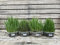 Ready-to-Eat Cat Grass Meadows – 4 Live Plants Ideal for Cats | 4 Varieties: Wheat, Barley, Rye, Oats | Supports Digestion, Enhances Well-Being | Natural Source of Fiber, Vitamins, and Minerals