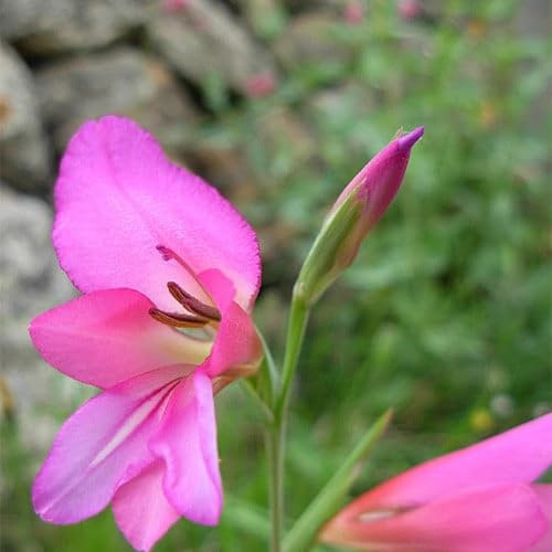 Plant World Seeds - Gladiolus Communis Seeds (Perennial Flower Seeds)