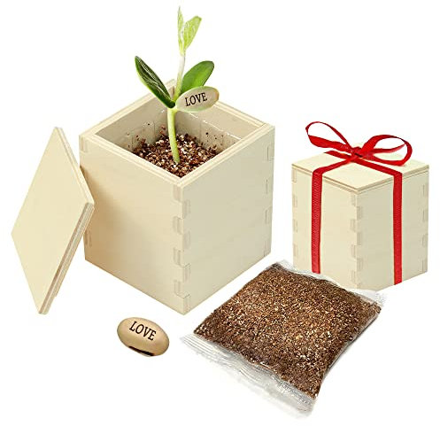 Zauberbohne als Liebesgeschenk: Geschenk für Paare, Jahrestagsgeschenk für Sie und Ihn, Geschenkideen zum Jahrestag für Ehefrau, Partner, Hochzeitstag von Eltern, Love Geschenke für Beziehung