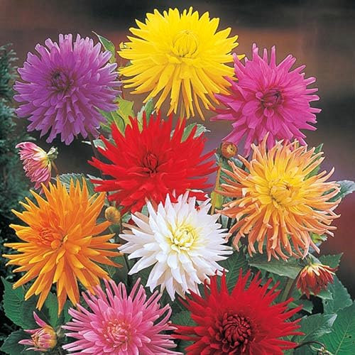 Dahlienzwiebel,Winterhart Mehrjährig, Eine Zwiebelpflanze Mit Langer BlüTezeit,Leuchtend Und Attraktiv,GroßEn BlüTen, Dahlien-Pompons,Dahlien Knollen Winterhart-2zwiebeln-E