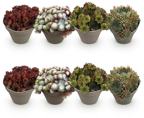GreenboutiQ - Plante couvre-sol - Rustique - Sempervivum Big Sam - 8 Plantes - Couleurs variées - Peu d'entretien - Pot 14cm Hauteur 17cm