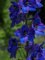 Frisch 2000 Samen - Rittersporn Blaues Spire Blumensamen