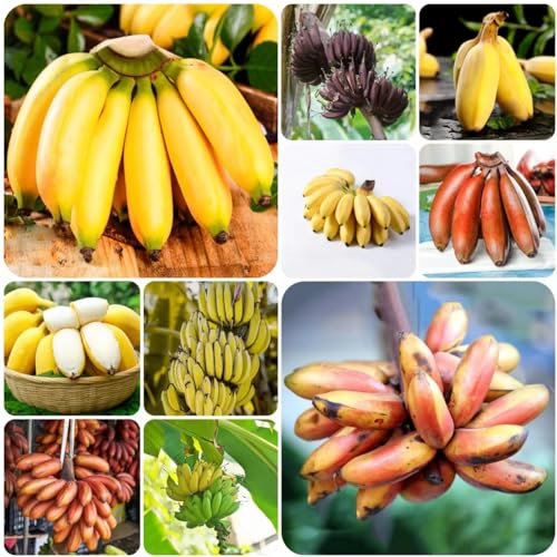 50 pcs bananenbaum samen - bonsai tree indoor garten geschenk pflanzendeko bananensamen bananen samen,Musa sikkimensis, zimmerpflanze garden geschenke für ältere menschen bäume dekopflanzen