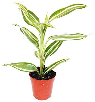 Exotenherz - Mini-Pflanze - Dracaena sanderiana - Drachenbaum - Ideal für kleine Schalen und Gläser - Baby-Plant im 5,5cm Topf
