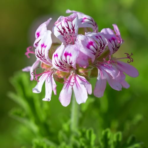 100 pcs geranien samen hängend - deko bodendecker winterhart mehrjährig geranie,Pelargonium hortorum, pflanzensamen geschenke für gartenliebhaber kräutergarten geschenk blumenwiese
