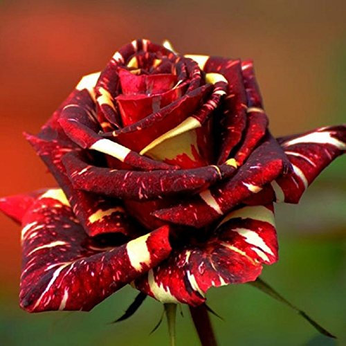 30pcs Abracadabra Cina semi della Rosa giardino domestico di DIY Decor
