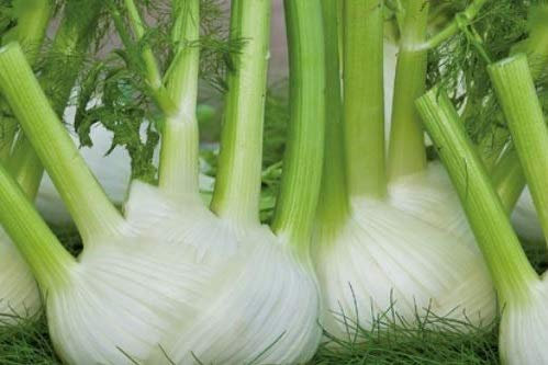 Stk - 425x Fenchel Finale EKO Foeniculum vulgare Gemüse Pflanzen - Samen K392 - Seeds & Plants Shop by Ipsa