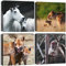 Artscope 4 Pièces Impression sur Toile - Animaux des Prairies Africaines Impression sur Toile Décoration Murale pour Chambre Peintures à l'huile pour Maison Bain Salon Chambre Restaurant 30x30cm