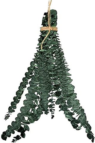 Anloximt 10Pack d'eucalyptus Salle Bain Eucalyptus véritable Branches d'eucalyptus Plant d'eucalyptus Verte Plant d'eucalyptus Décoration pour Spa Mariage Maison