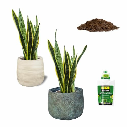 SMPLY. Pack 2 Plantas Sansevieria Natural, Interior o Exterior, Maceta Ø12cm -Incluye Saco 10L Sustrato Universal + Fertilizante Plantas 500 ml