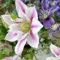 winterhart clematis blumenzwiebeln kletterpflanzen frühlingsblüher zwiebeln, seltene pflanze clematis pflanze zwiebeln, deko blumen, topfpflanzen echt blühwiese mehrjährig, 4pcs