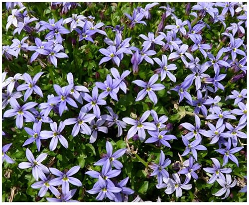 Stauden Gänge 10 x Isotoma fluviatilis 'Country Park' winterhart | Blauer Bubikopf – winterharter Bodendecker & Dauerblüher als Rasenersatz, trittfest, mehrjährig, 9x9 cm Topf