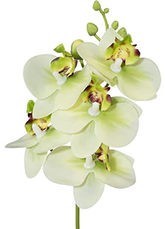creativ home Künstliche Orchidee Orchideenzweig Kunstblume Phalaenopsis mit Stiel 27cm. Real Touch Oberfläche. (Grün)