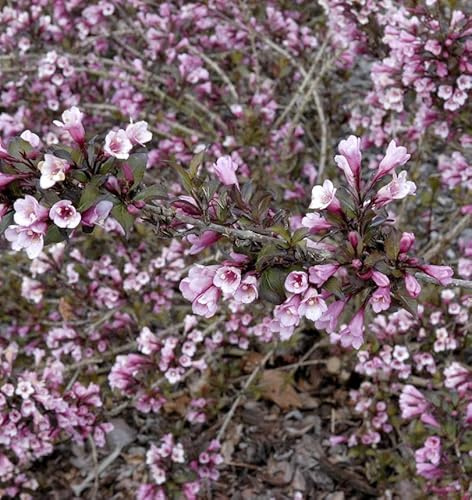 Liebliche Weigelie Foliis Purpureis 80-100cm - Weigela florida - lebende Gartenpflanze aus den Baumschulen