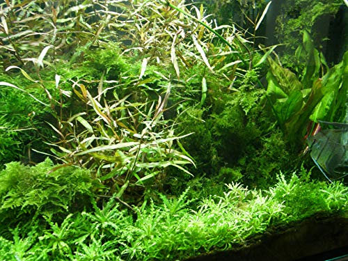 7 Bund - über 45 Wasserpflanzen, Aquariumpflanzen, algenmindern, gemischt für alle Aquarienbereiche