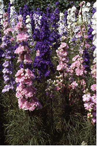 500 Seeds of Flower Larkspur Giant Hyacinth Mixed