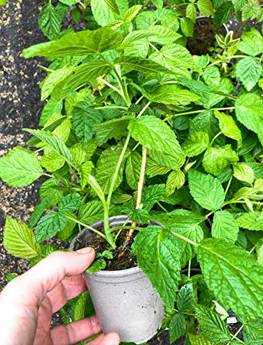 2 x Raspberry Bushes 'Summer Lovers Garden Red' (Plants in 9cm Dia Pots) Free UK Postage
