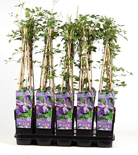 Clematis Viticella Polish Spirit – 30 cm Kletterpflanze, winterhart & blühfreudig, ideal für Pergolen & Zäune