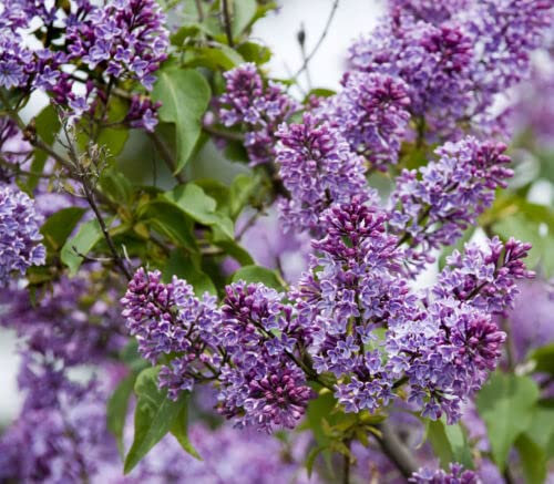 1 x 'Sensation' Syringa Vulgaris - Branched Lilac Tree 1ft Tall Shrub in a 2L Pot