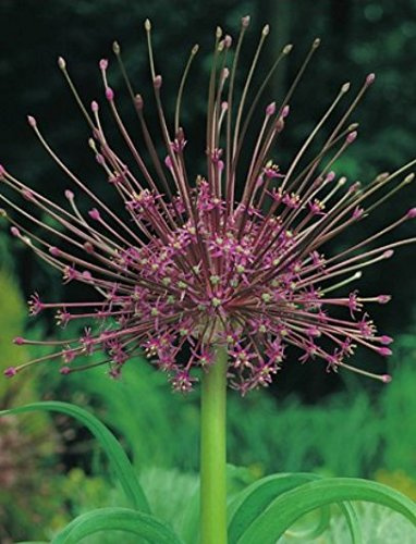 3 Allium Schubertii Größblütig Blumenzwiebeln