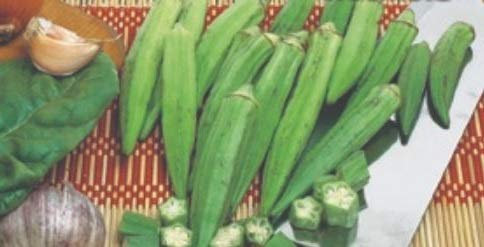 Stk - 120x Okra Clemson Spineless Xotica Collection Gemüse Pflanzen - Samen K58 - Seeds & Plants Shop by Ipsa