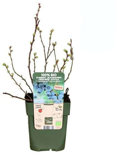 Arándano Azul - Planta Natural - Frutos del Bosque - Arbusto Que Produce Arándanos Comestibles