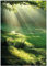 Wallario Poster - Sonnenstrahlen im Wald in Premiumqualität, Größe: 70 x 100 cm (Riesenposter)