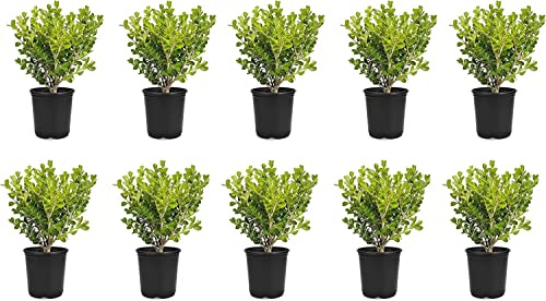 Bosso giapponese | 10 vasi vivi da 10 cm | Buxus Microphylla | Siepe formale sempreverde a bassa manutenzione