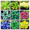 100 Stück Mix Hosta Seeds Staudenerbstück Starke Kältetoleranz Garten DIY Dekoration Pflegeleicht für Einsteigersorten Dekorativer Garten