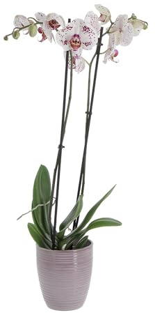 KENTIS - Orchidea Phalaenopsis Bicolore - Piante da Interno Vere Fiorite - H 60-70 cm Vaso Ø 12 cm