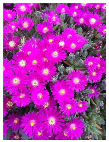 Stauden Gänge 1 x Delosperma cultorum 'Jewel of Desert Opal' winterhart | Winterharter Bodendecker für Sonne, Blüte April bis Oktober, mehrjährig, 9x9 cm Topf