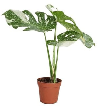 PLNTS - Monstera Thai Constellation - Pianta d'appartamento, pianta genuina, confezione sostenibile - Vaso da 15 cm - altezza 60 cm