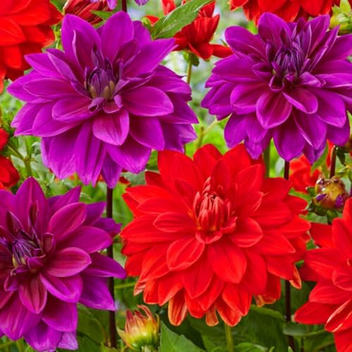 Dahlien Lila & Rot Knollen Kollektion, 5 Dahlienzwiebelsorten Mix aus Holland, echte große Dahlienpflanzen für Garten und Töpfe (keine Samen, nicht künstlich)
