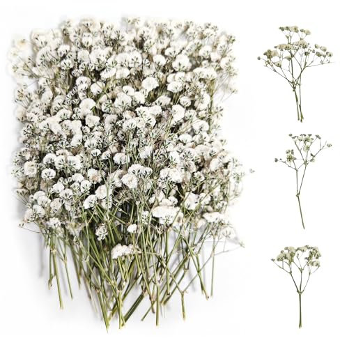100 Stück Schleierkraut Getrocknet(Weiß) Gepresste Blumen Schleierkraut Trockenblumen Schleierkraut Trockenblumen Getrocknete Blumen Trockenblumen zum Basteln Getrocknete Blüten für DIY Harz Schmuck