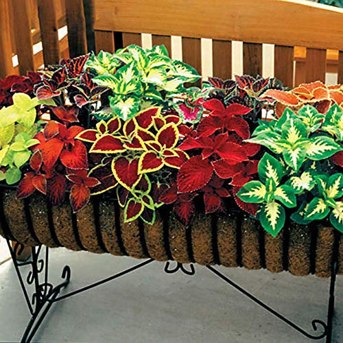 Oce180anYLVUK Graines De Coleus, 200 Pcs/Sac Graines De Coleus Vivaces Productives Solenostemon Scutellarioides Graines De Couleurs Mélangées Pour Yard Graines de Coleus